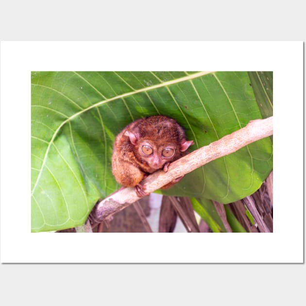 Tarsier, Bohol, Philippines Wall Art by Upbeat Traveler